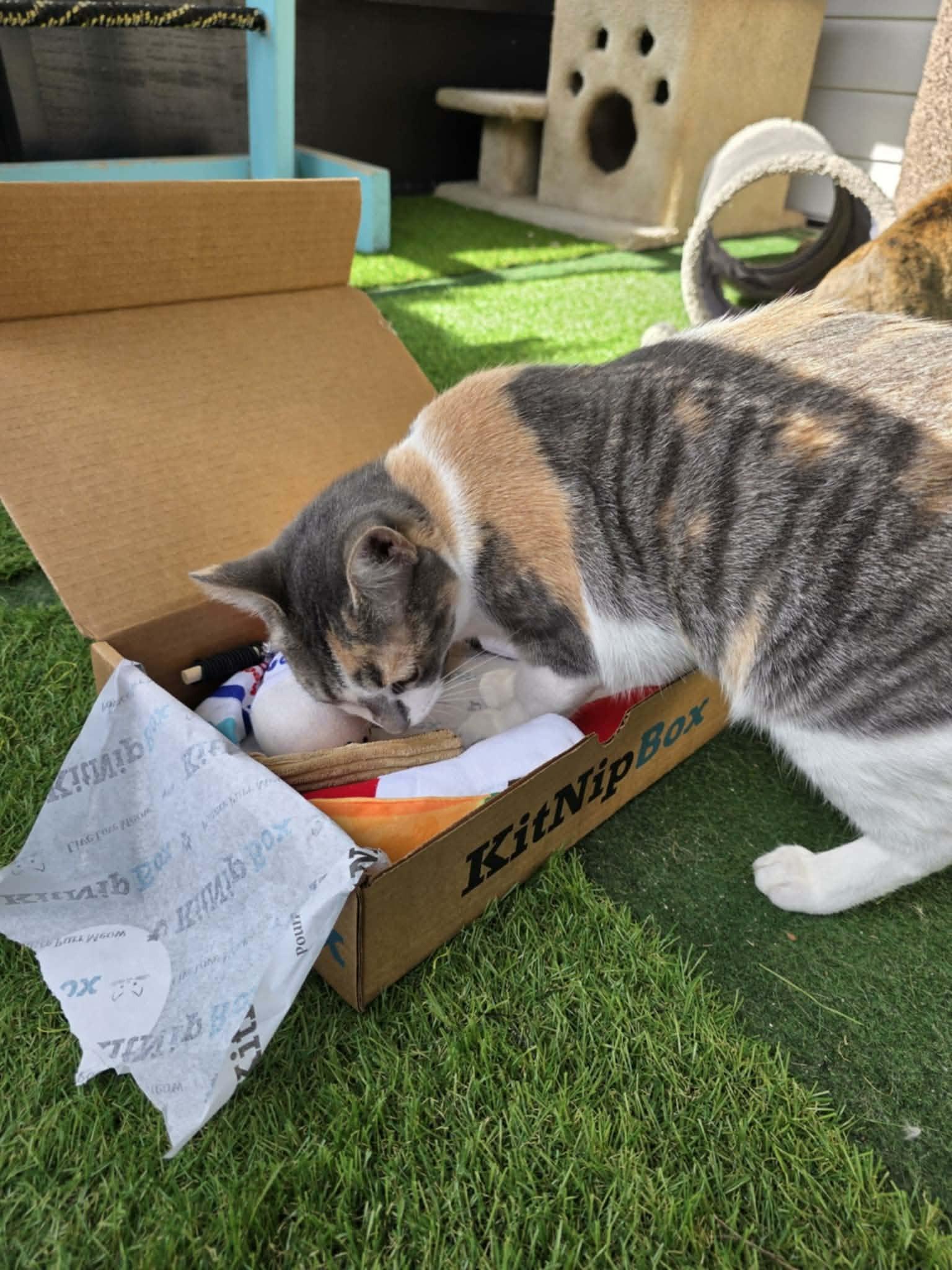 Enlarge Torbie *SPONSORED*, a Adoptable Domestic Short Hair in Umatilla, FL image 3/5