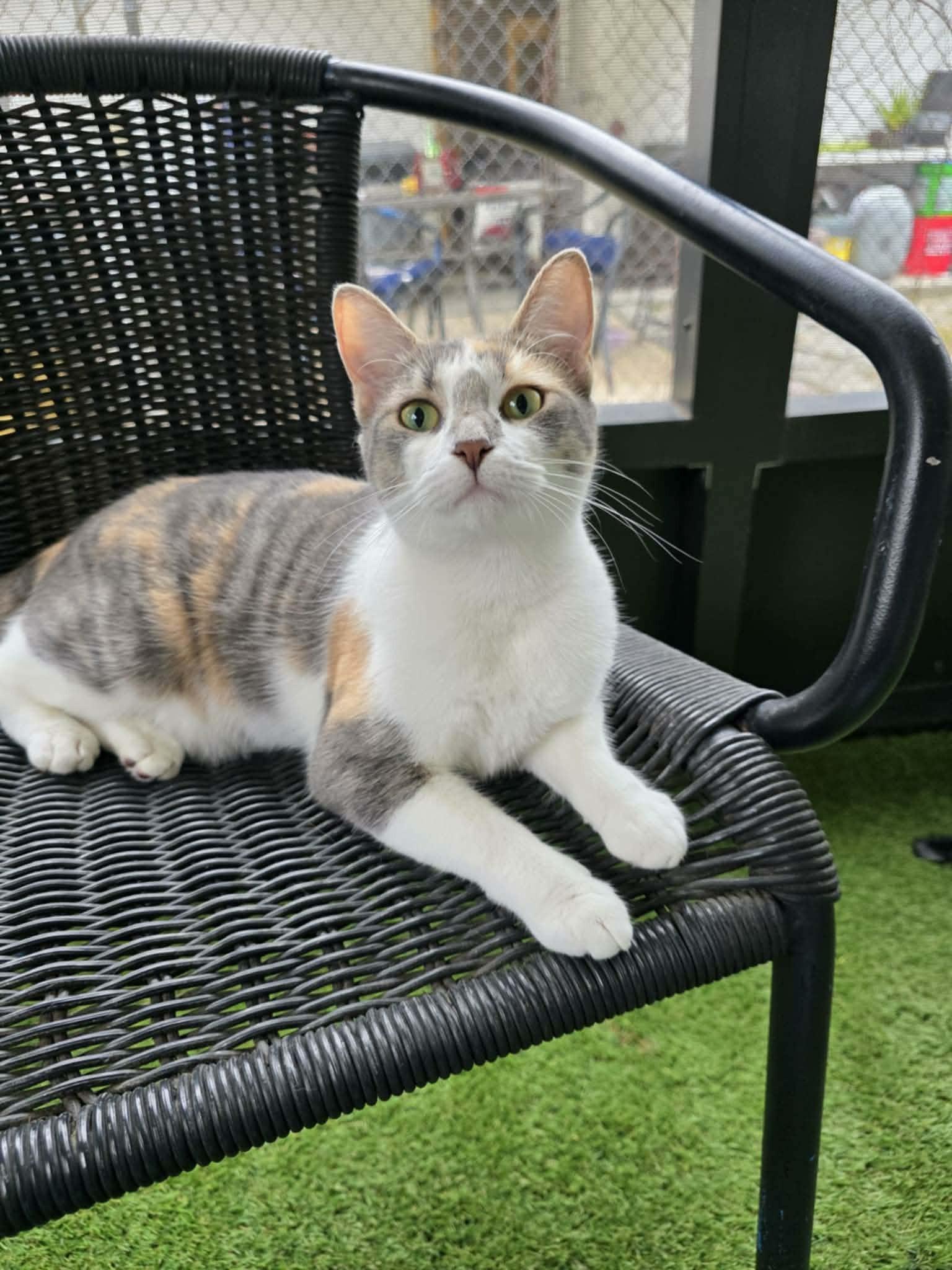 Enlarge Torbie *SPONSORED*, a Adoptable Domestic Short Hair in Umatilla, FL image 1/5