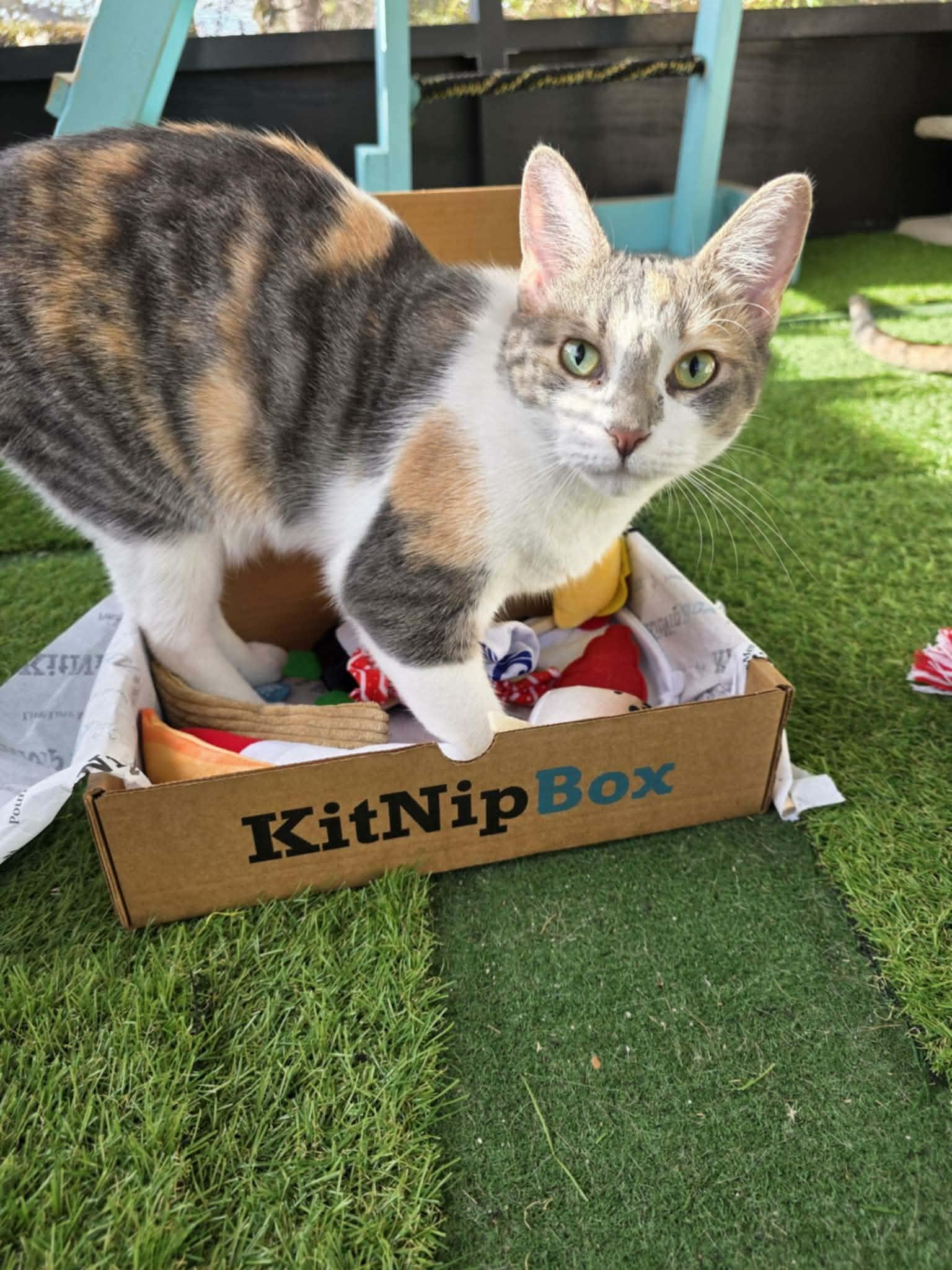 Enlarge Torbie *SPONSORED*, a Adoptable Domestic Short Hair in Umatilla, FL image 2/5