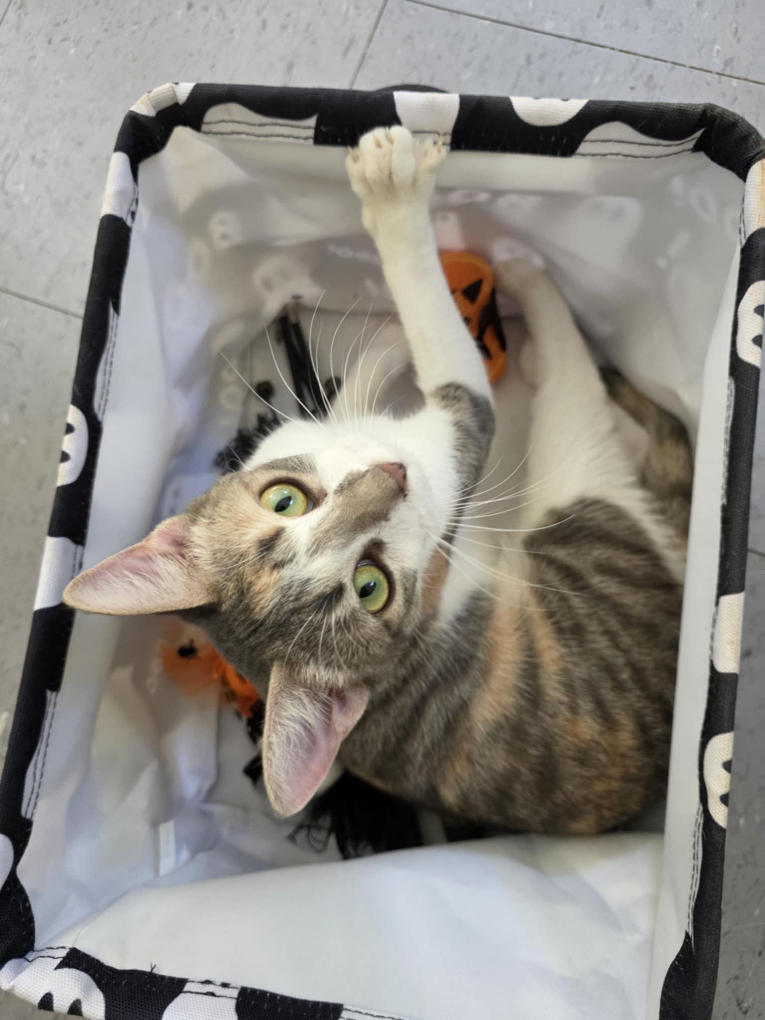 Enlarge Torbie *SPONSORED*, a Adoptable Domestic Short Hair in Umatilla, FL image 5/5