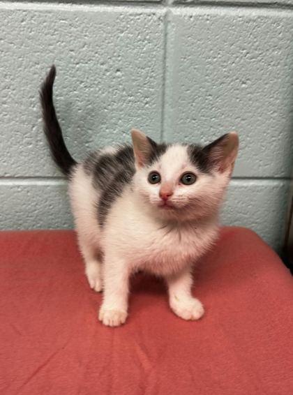 Mrs. Potts, Adoptable, Adult Female Domestic Short Hair & Domestic Short Hair.