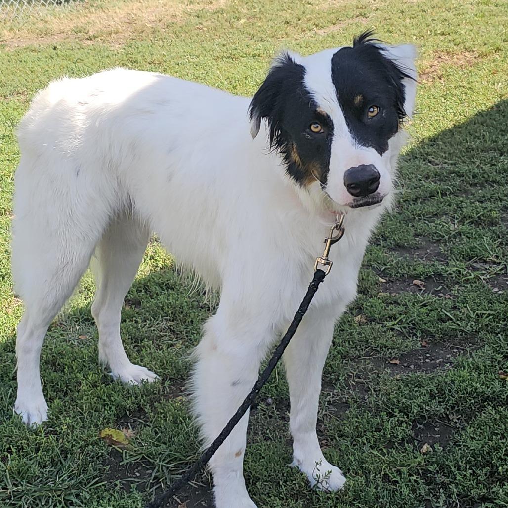 Enlarge Patch, a Adoptable mixed breed in Tulsa, OK image 2/6