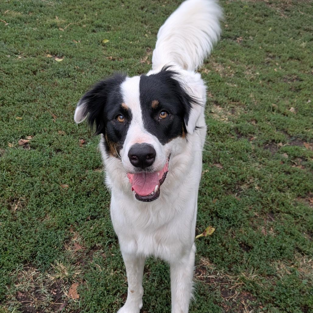 Enlarge Patch, a Adoptable mixed breed in Tulsa, OK image 3/6