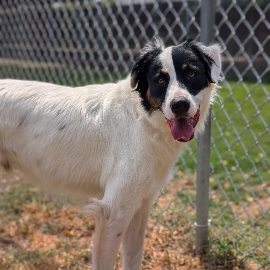Enlarge Patch, a Adoptable mixed breed in Tulsa, OK image 4/6