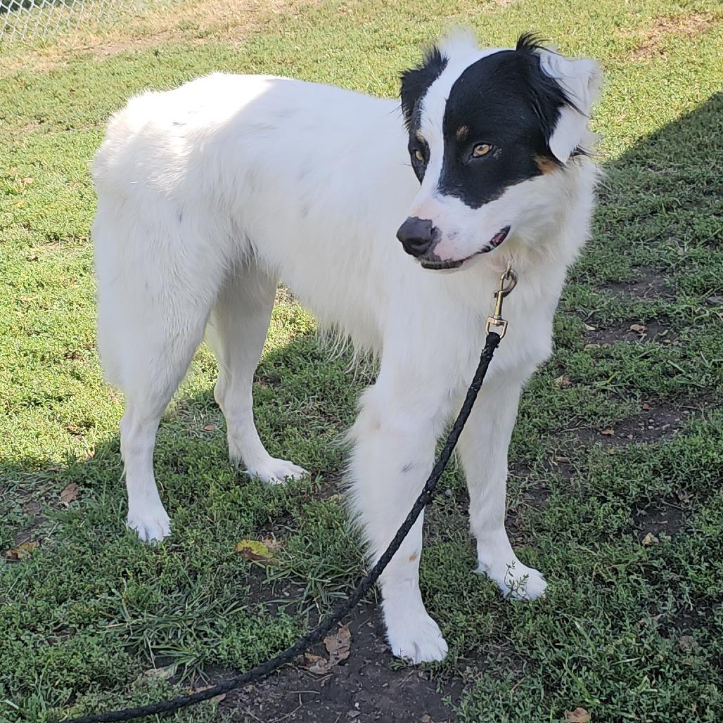 Enlarge Patch, a Adoptable mixed breed in Tulsa, OK image 5/6