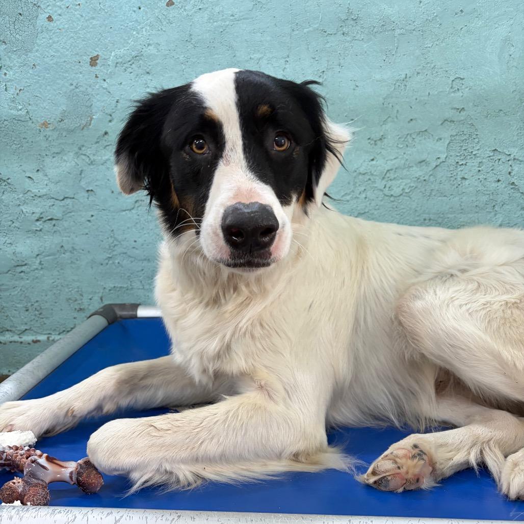 Enlarge Patch, a Adoptable mixed breed in Tulsa, OK image 6/6