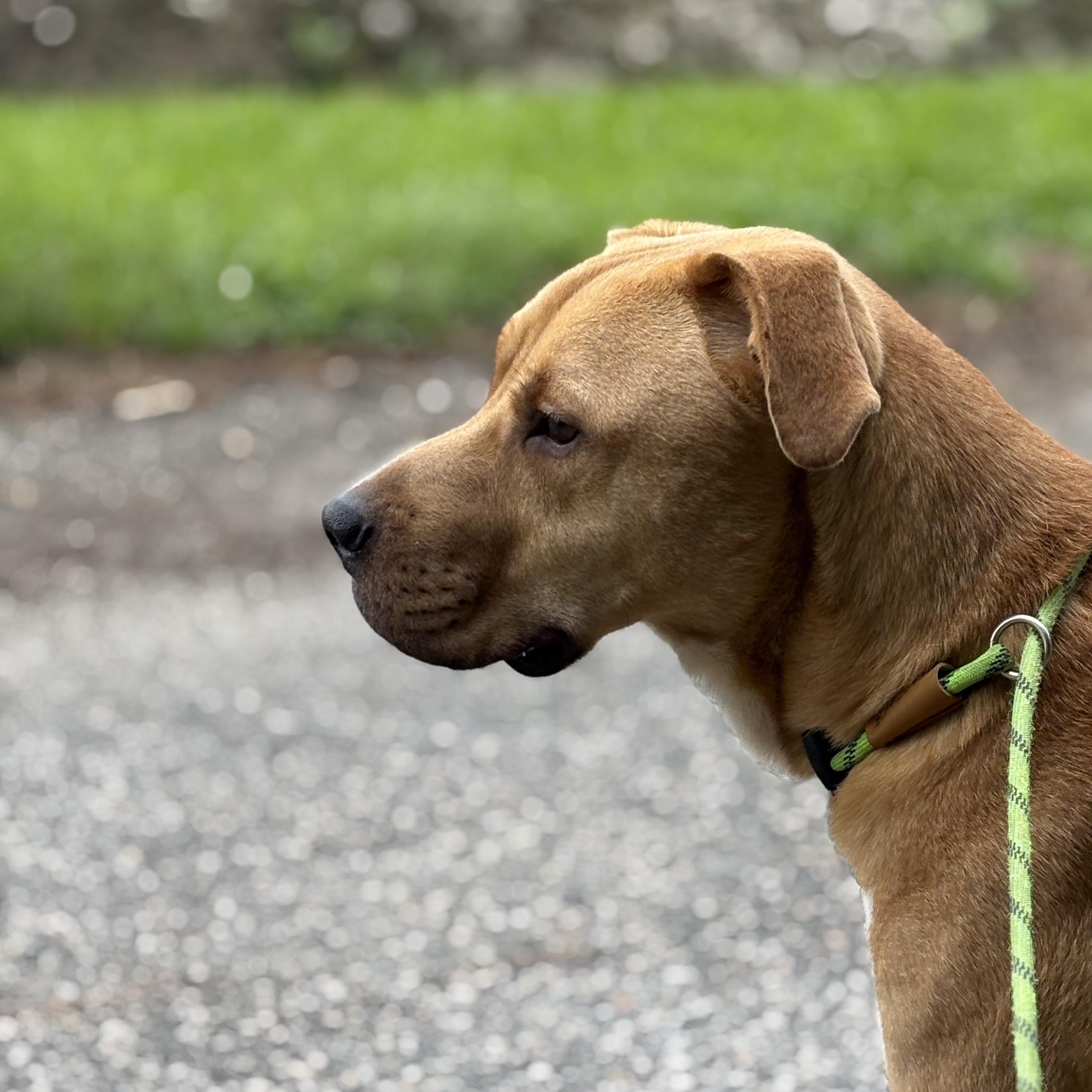 Thor, Adoptable, Young Male Mixed Breed.