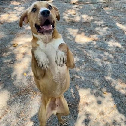 Thor, a Adoptable mixed breed in Georgetown, SC image 2/5