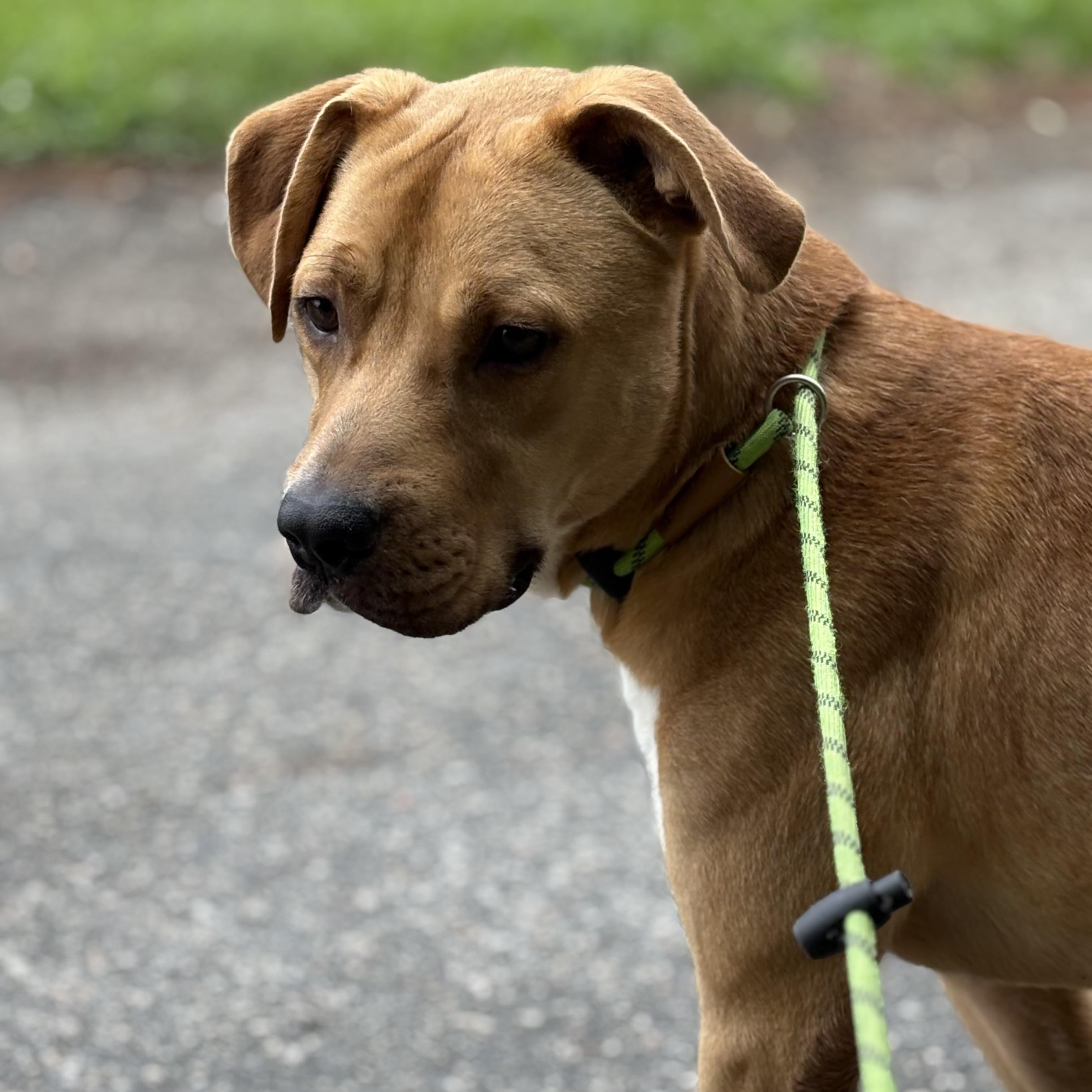 Thor, a Adoptable mixed breed in Georgetown, SC image 3/5