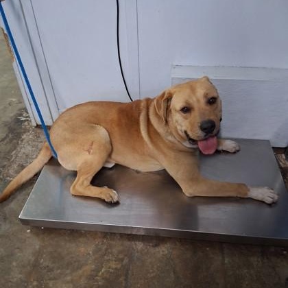 Thor, a Adoptable mixed breed in Georgetown, SC image 4/5