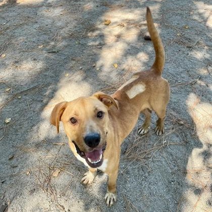 Thor, a Adoptable mixed breed in Georgetown, SC image 5/5