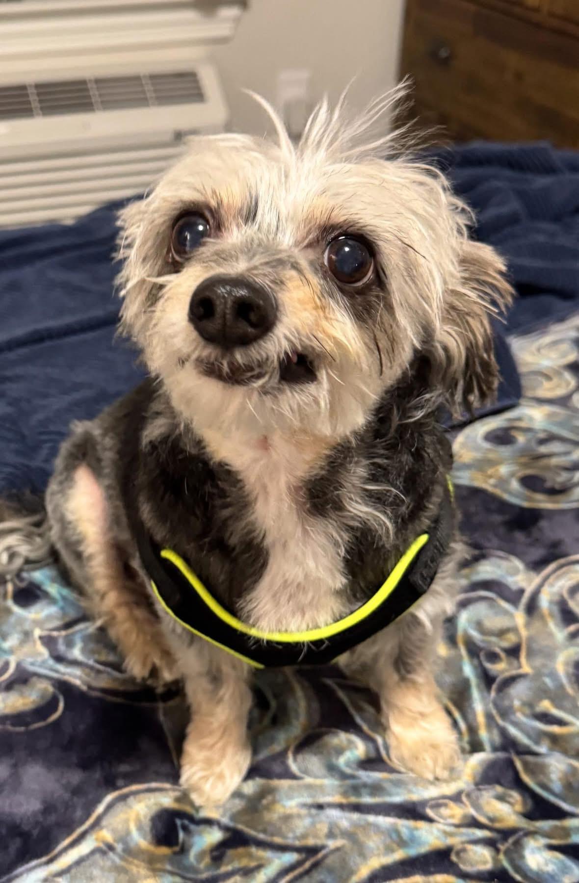 Snickers, adopted, Senior Male Yorkshire Terrier.