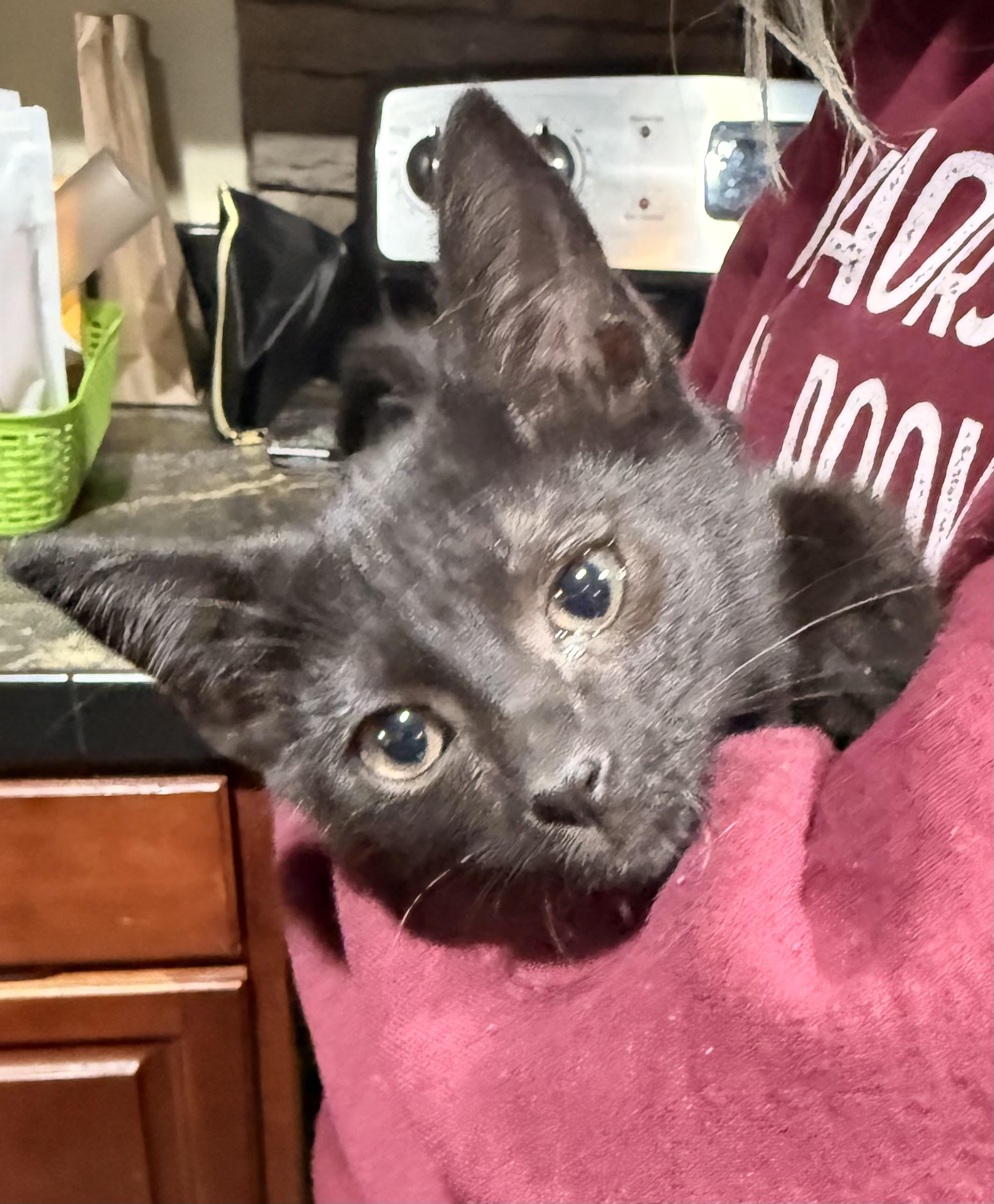 Jinxy, Adoptable, Kitten Male Domestic Short Hair.