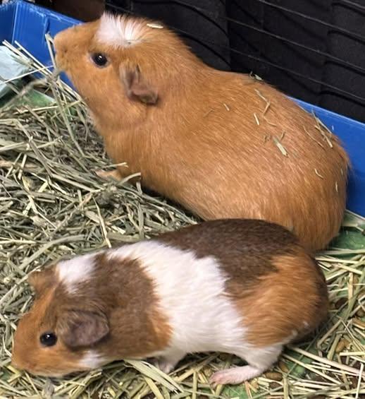 Honey & Willow, Adoptable, Young Female Guinea Pig.