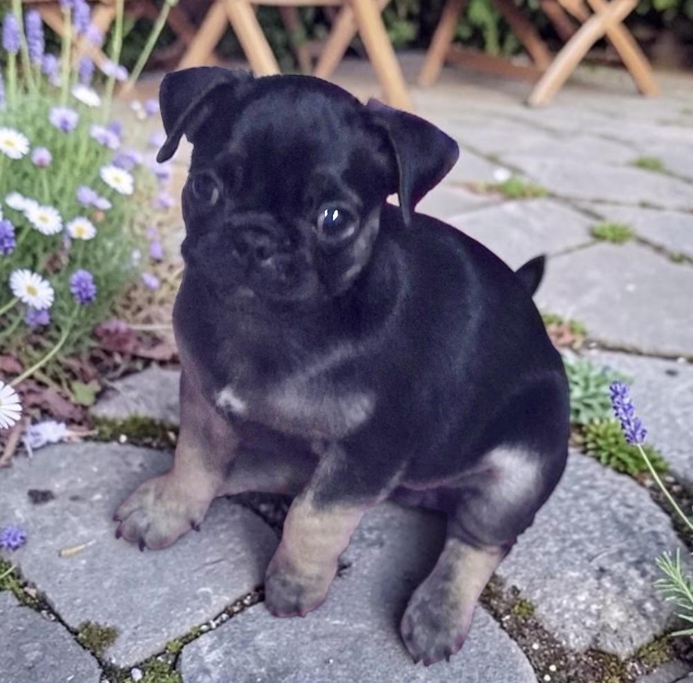 Jubilee, adopted, Puppy Female Pug & French Bulldog.