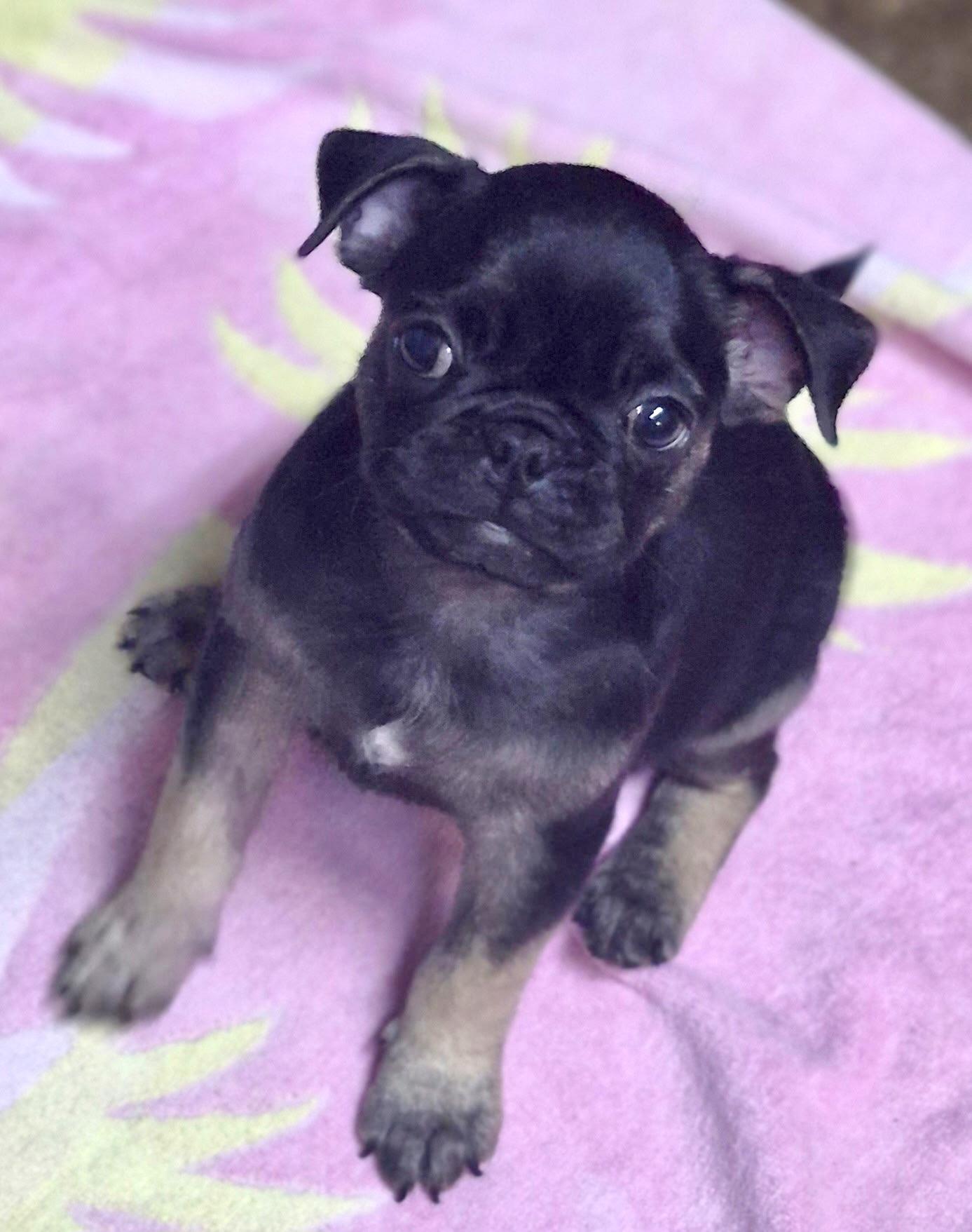 Jubilee, an adopted mixed breed in Los Angeles, CA image 2/3