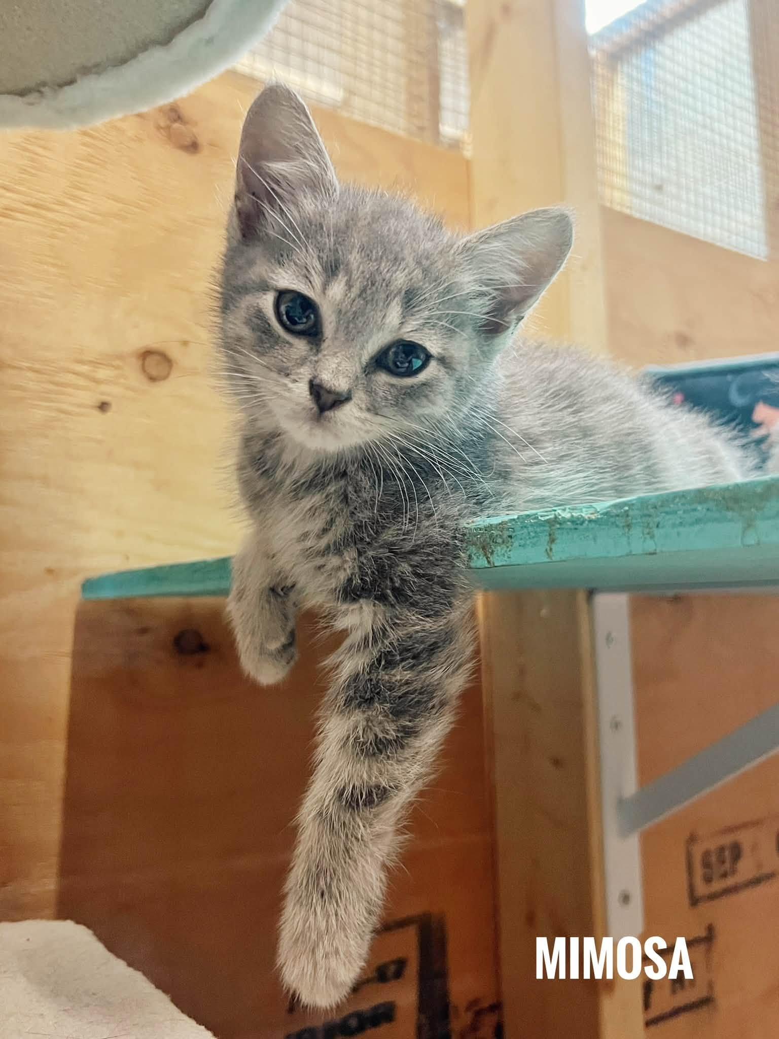 Mimosa, ADOPTABLE, Kitten Female Domestic Short Hair.