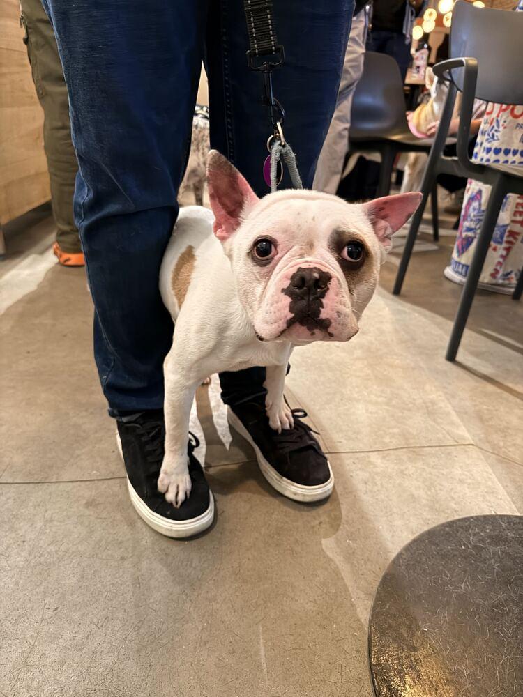 Jagger, Adoptable, Young Male French Bulldog & Boston Terrier.