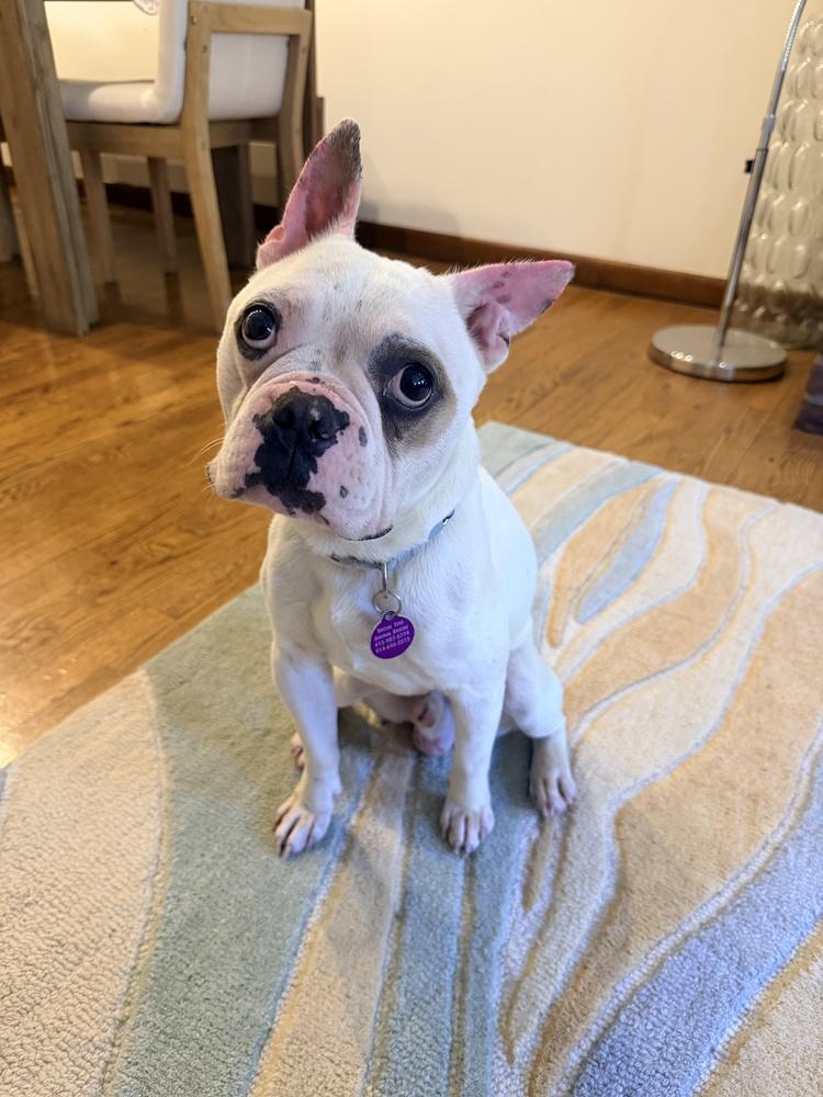 Enlarge Jagger, a Adoptable mixed breed in Manhattan, NY image 2/4
