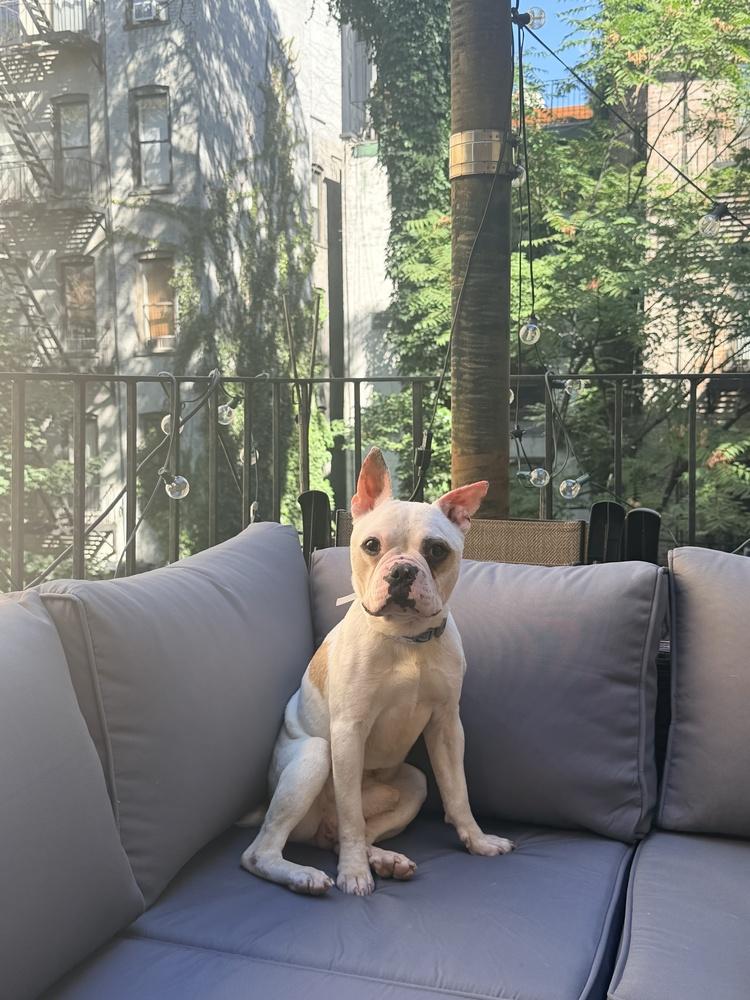 Enlarge Jagger, a Adoptable mixed breed in Manhattan, NY image 3/4
