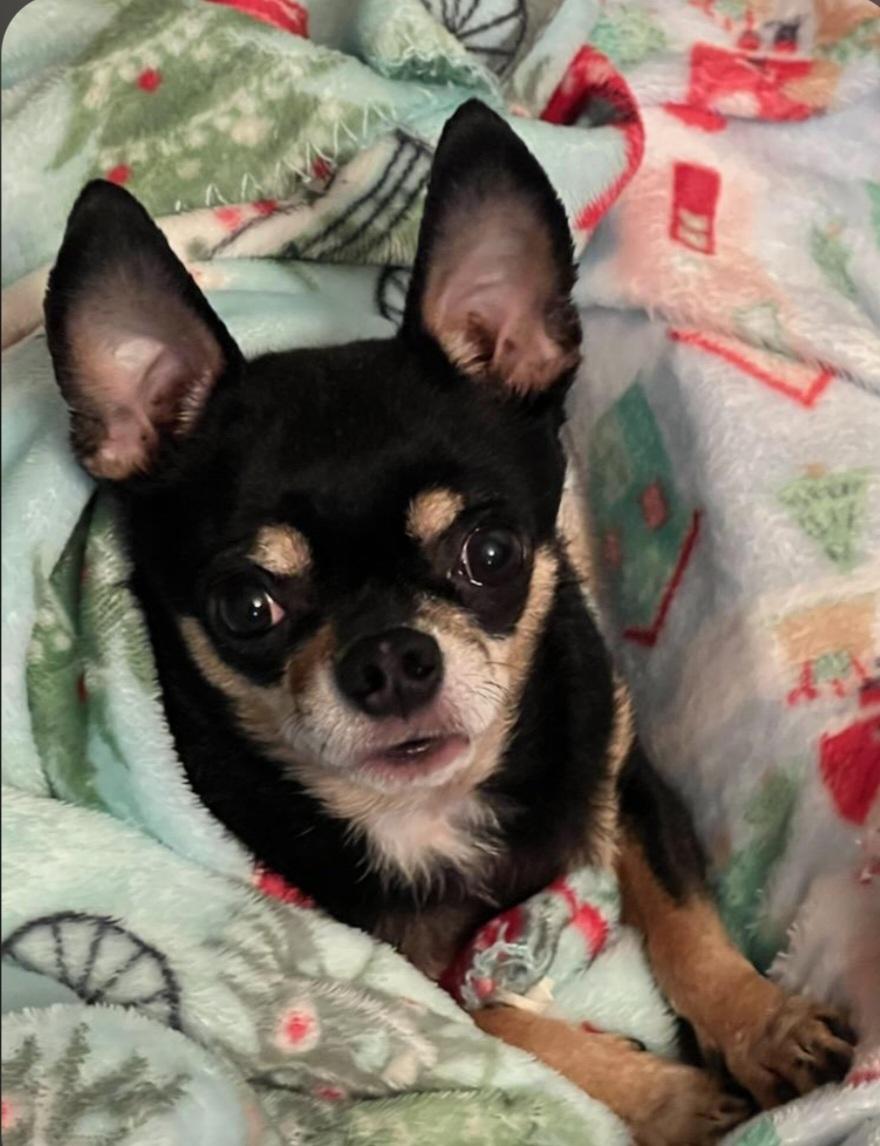 Baby, adopted, Senior Female Chihuahua.