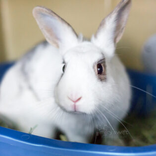 Coconut, Young Female American