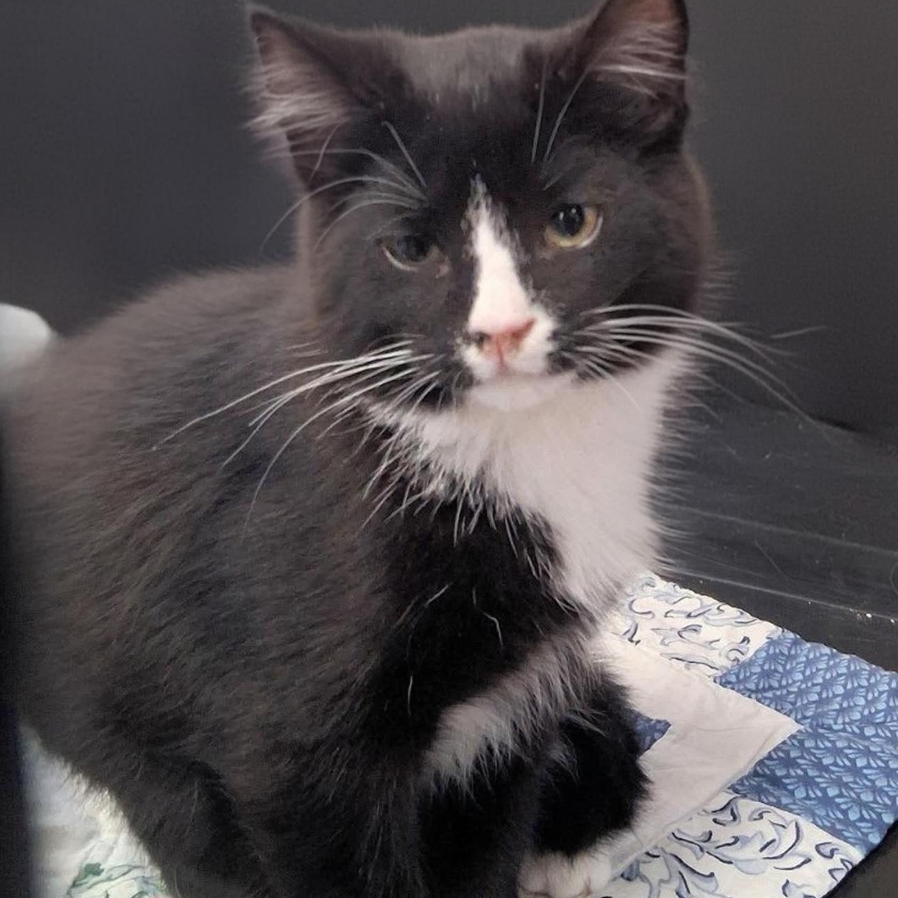 Aurora, Adoptable, Kitten Male American Shorthair.