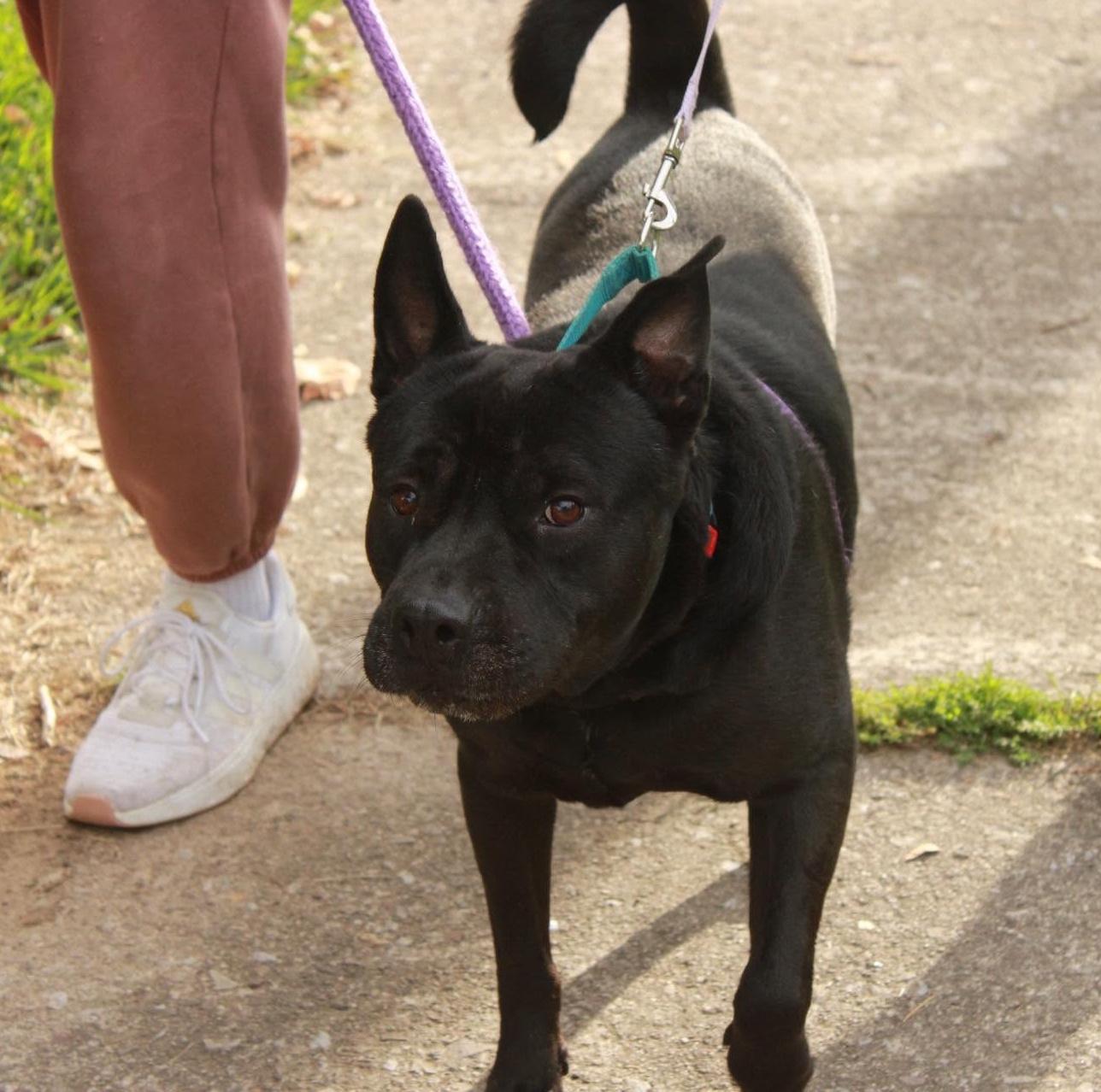 Bruno: Adopt or Forever Foster, Adoptable, Senior Male Shar-Pei.