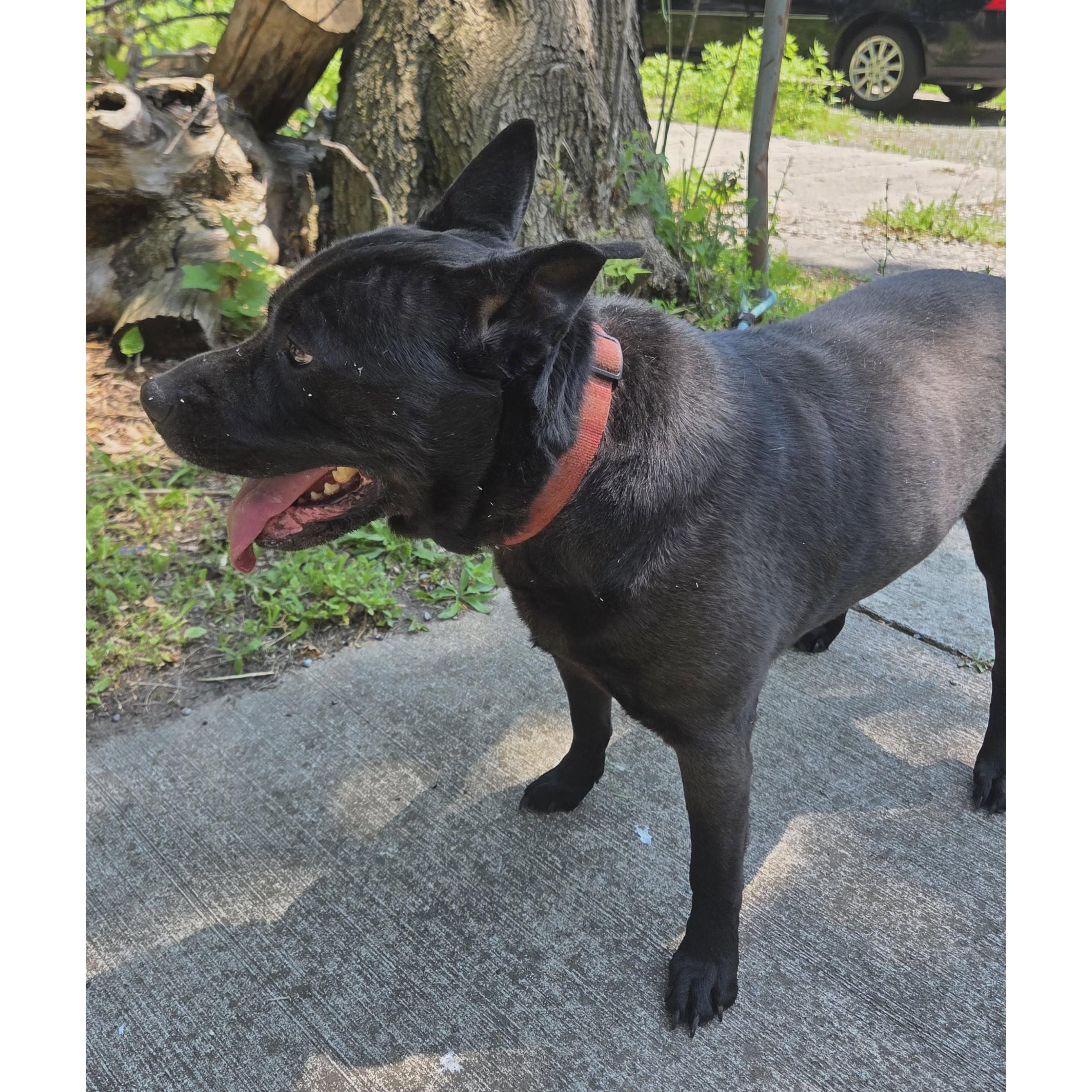 Enlarge Bruno: Adopt or Forever Foster, a Adoptable mixed breed in Rochester, NY image 2/6