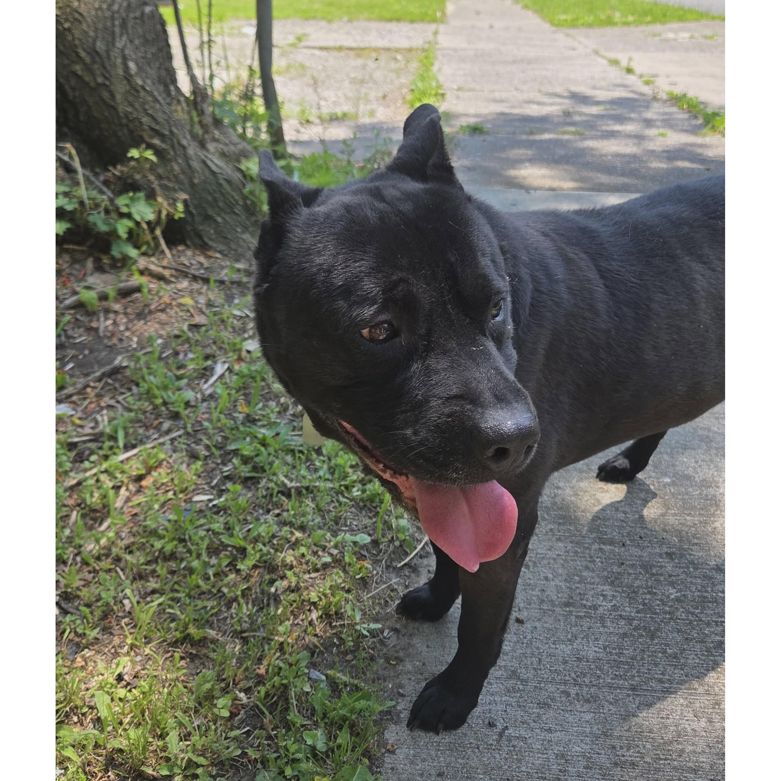 Enlarge Bruno: Adopt or Forever Foster, a Adoptable mixed breed in Rochester, NY image 3/6