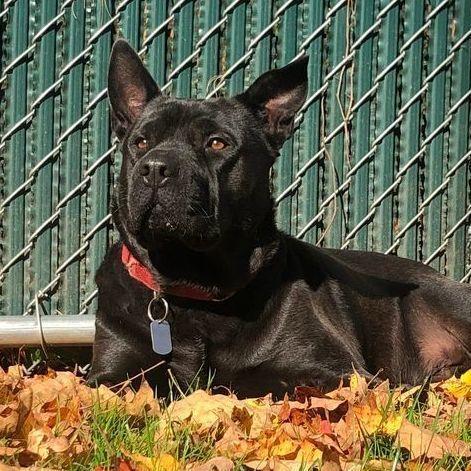 Enlarge Bruno: Adopt or Forever Foster, a Adoptable mixed breed in Rochester, NY image 4/6