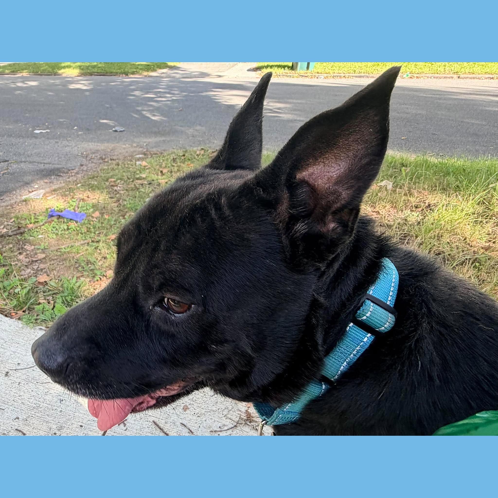 Enlarge Bruno: Adopt or Forever Foster, a Adoptable mixed breed in Rochester, NY image 5/6