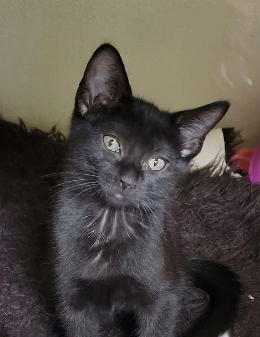 Guinan, ADOPTABLE, Kitten Female Domestic Short Hair.