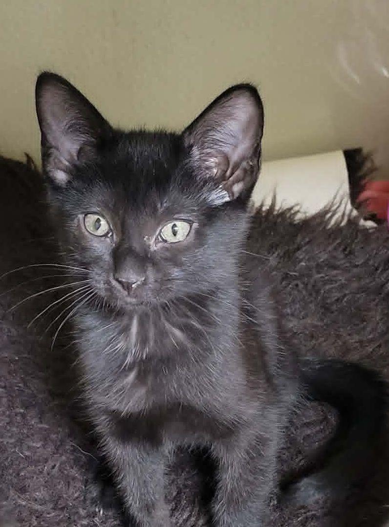Guinan, a ADOPTABLE mixed breed in Portage, WI image 2/2