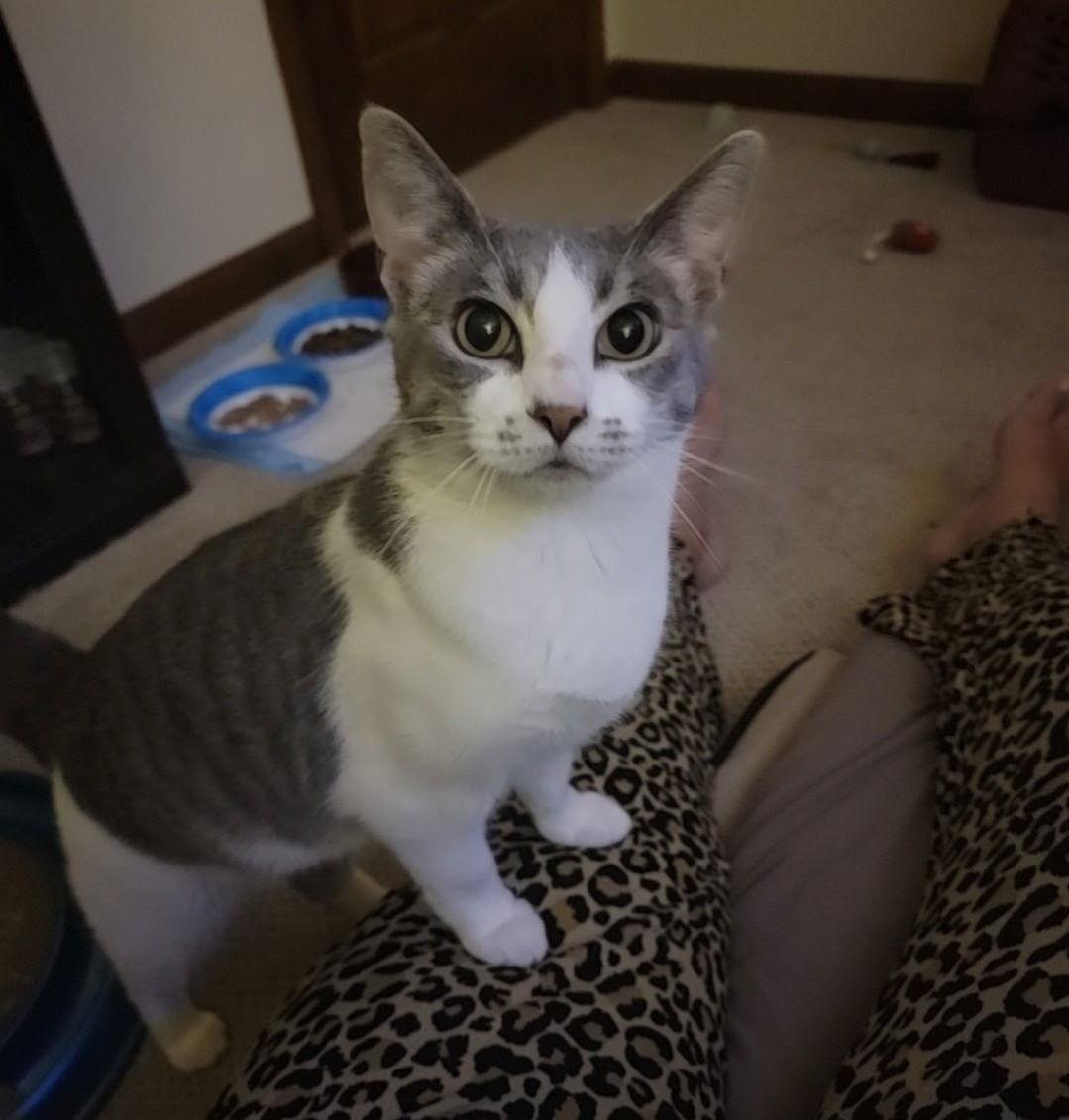 Primrose, a Adopted Domestic Short Hair in Wheaton, IL image 1/6