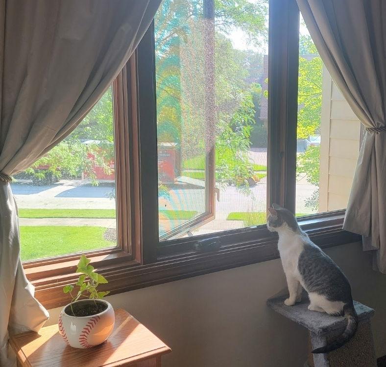 Primrose, a Adopted Domestic Short Hair in Wheaton, IL image 3/6