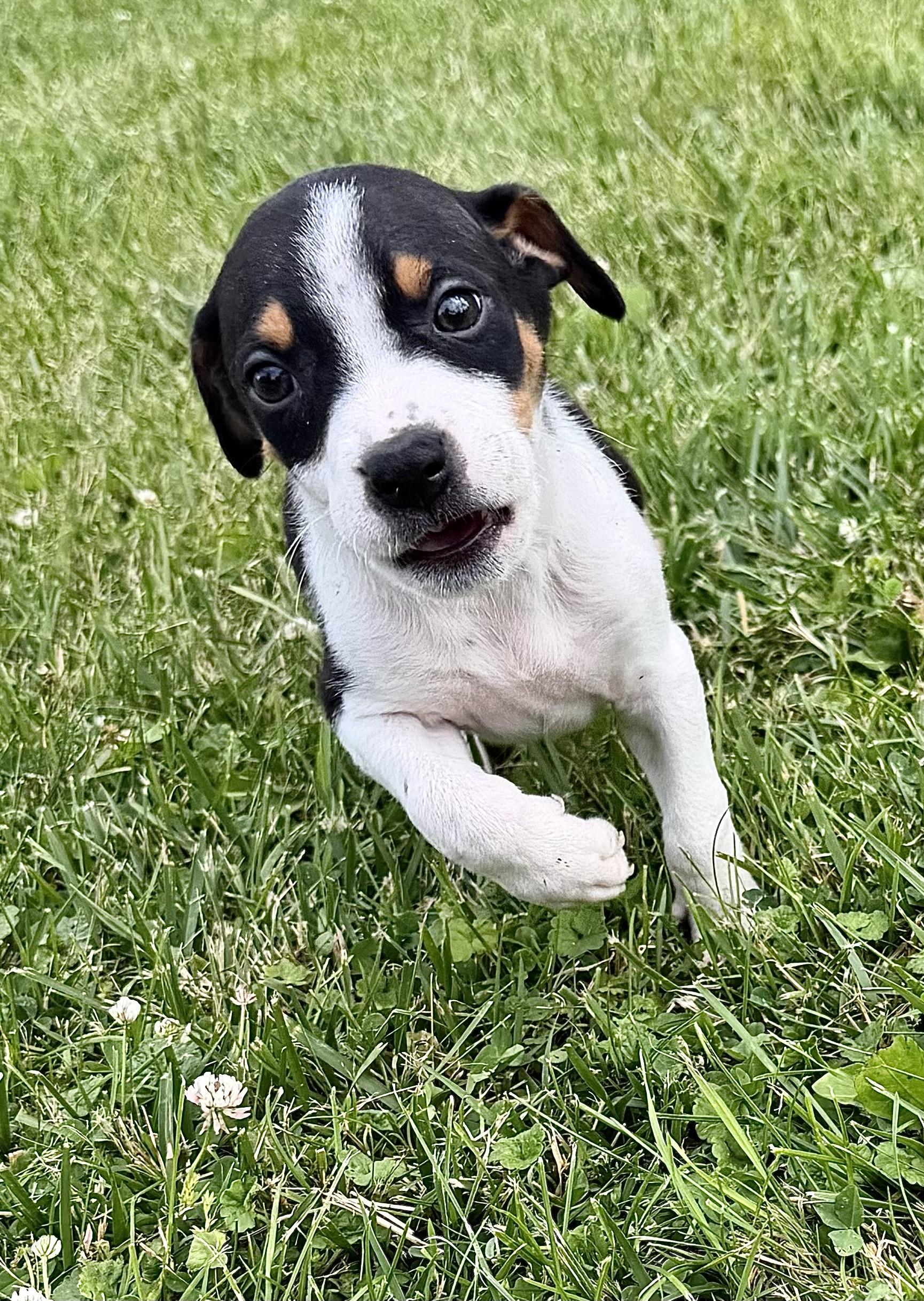 MANDRAKE, an adopted Hound in Belmont, NY image 2/2