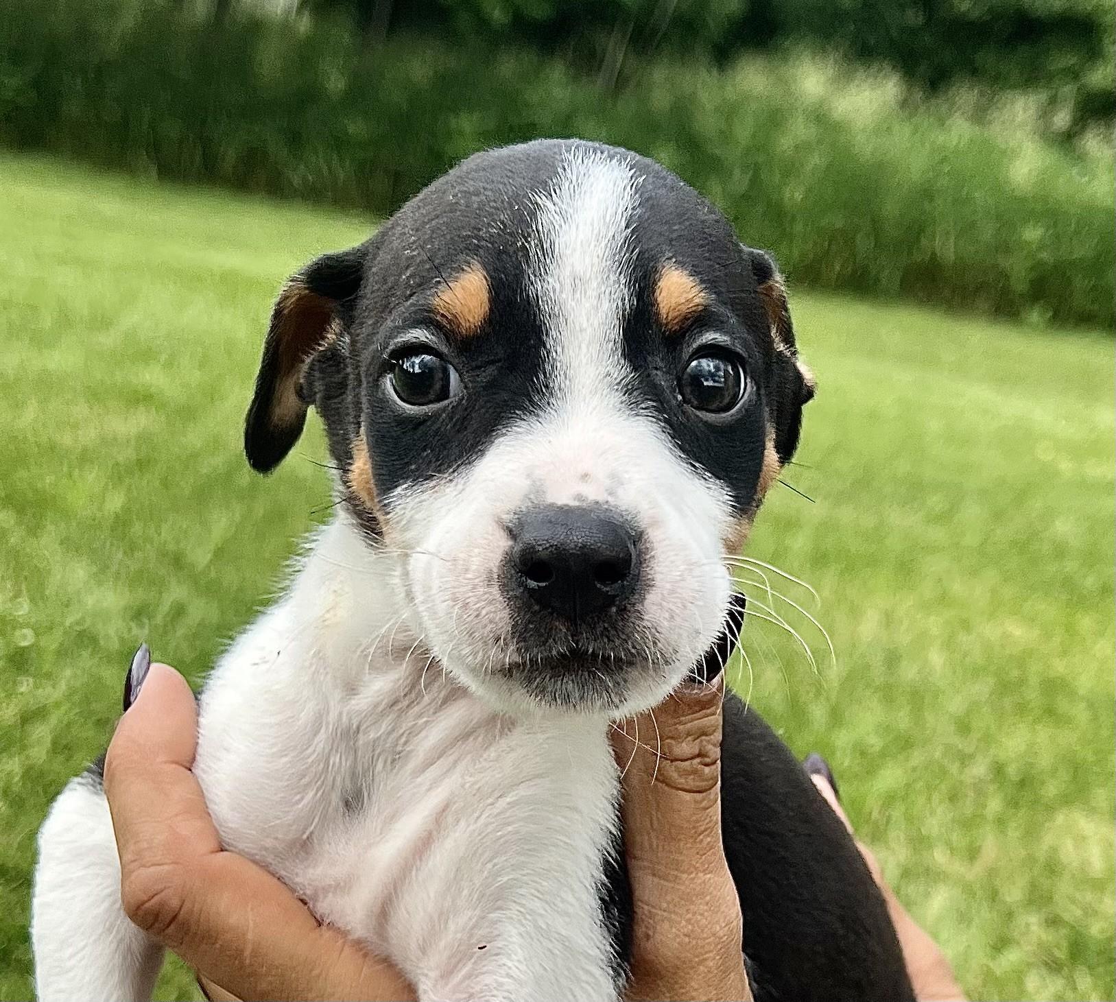 MANDRAKE, an adopted Hound in Belmont, NY image 1/2