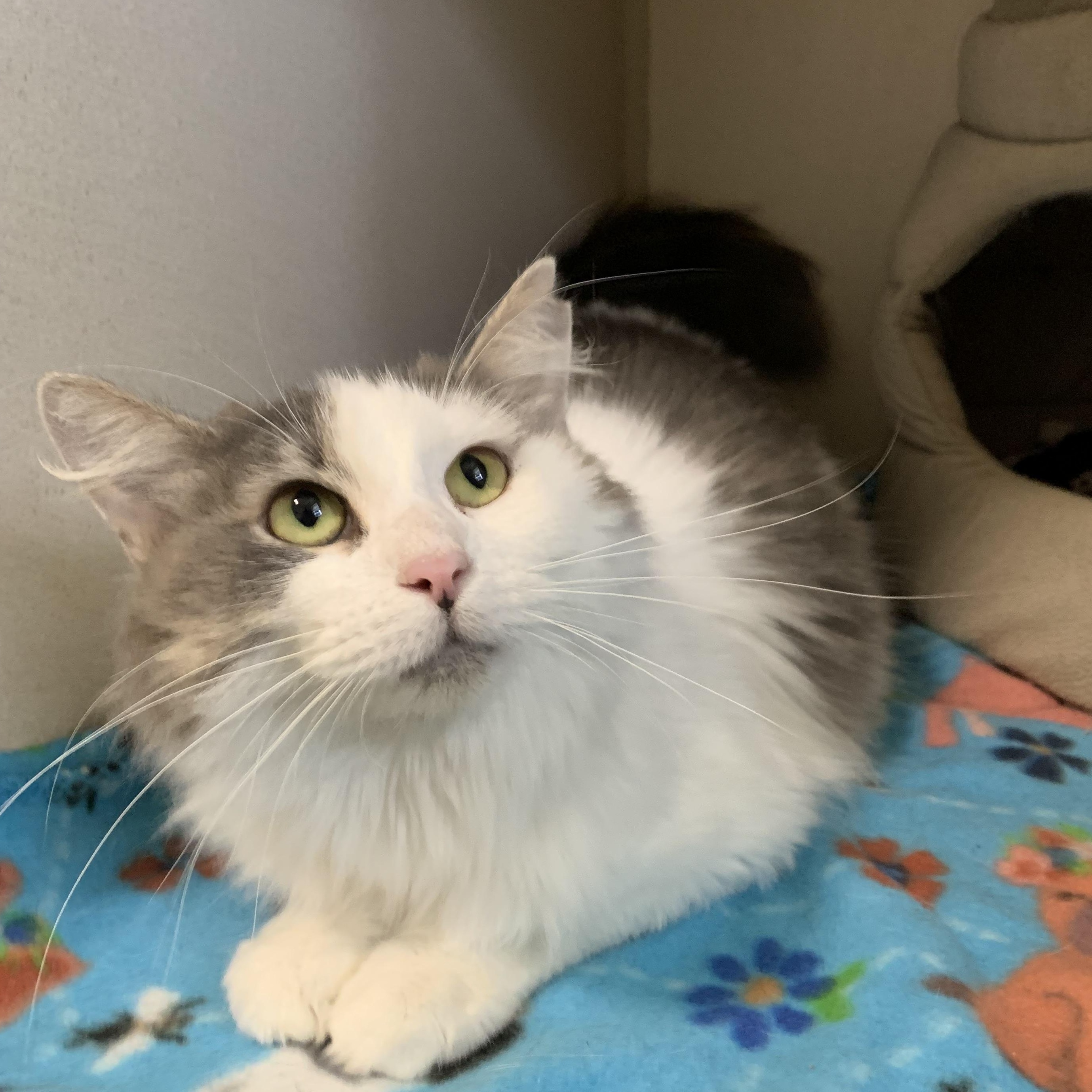 Maizie, Young Female Domestic Medium Hair
