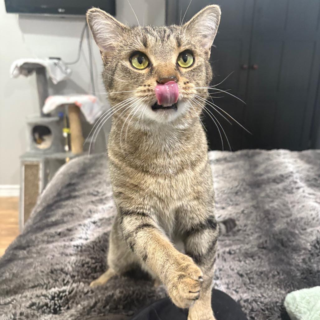 Dr. Pepper, a Adoptable Domestic Short Hair in Puslinch, ON image 1/6