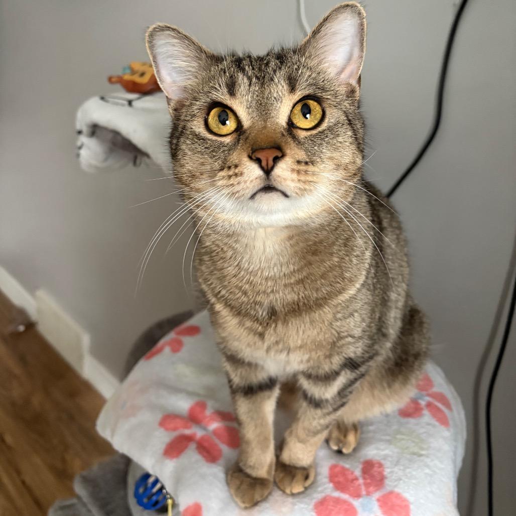 Dr. Pepper, a Adoptable Domestic Short Hair in Puslinch, ON image 2/6