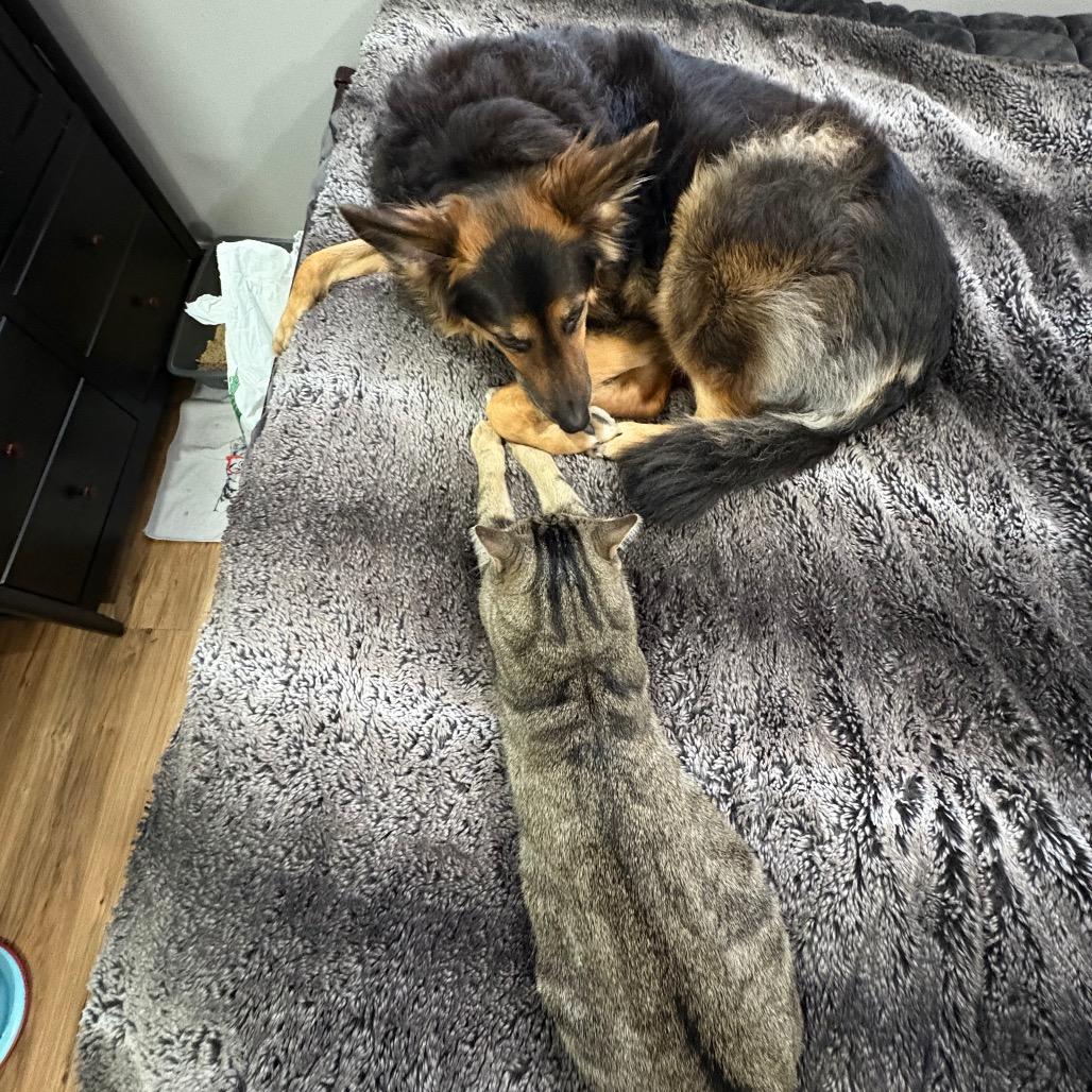 Dr. Pepper, a Adoptable Domestic Short Hair in Puslinch, ON image 3/6