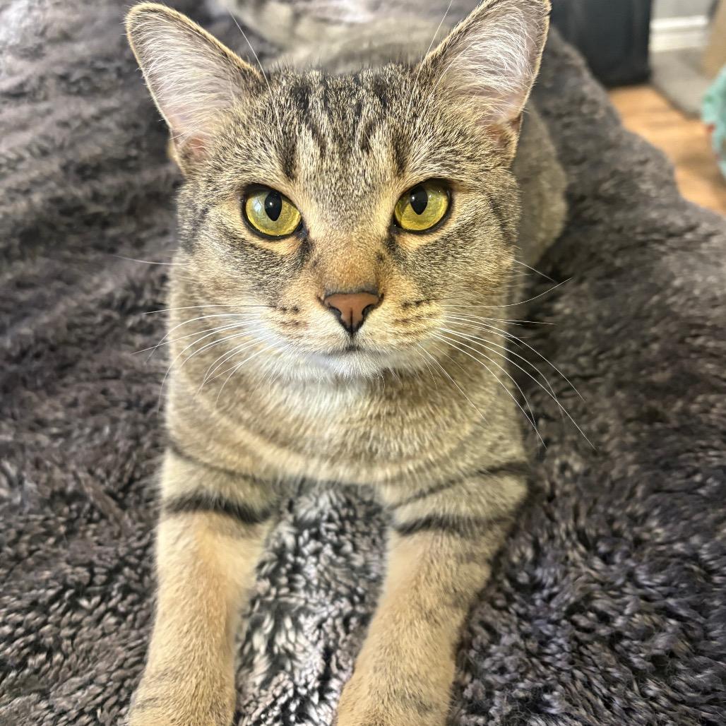 Dr. Pepper, a Adoptable Domestic Short Hair in Puslinch, ON image 4/6