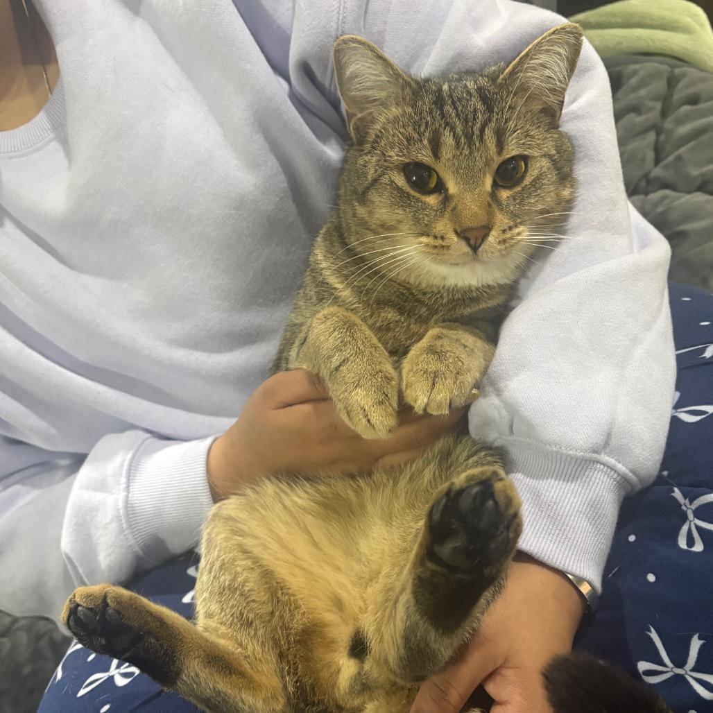 Dr. Pepper, a Adoptable Domestic Short Hair in Puslinch, ON image 5/6