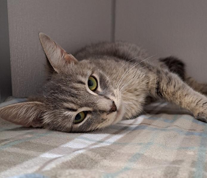 Enlarge Juniper, a Adoptable mixed breed in Manning, SC image 1/1