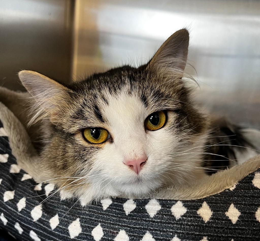 Enlarge Bandit, a Adoptable mixed breed in Logan, UT image 1/1