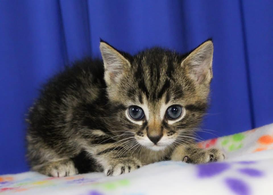 Rob, Adoptable, Kitten Male Domestic Short Hair.