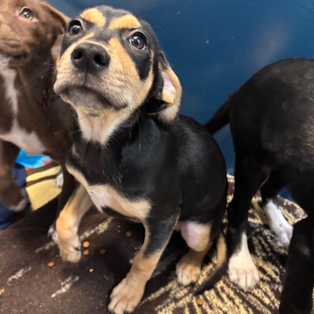 Spatula, Adoptable, Puppy Female Mixed Breed.