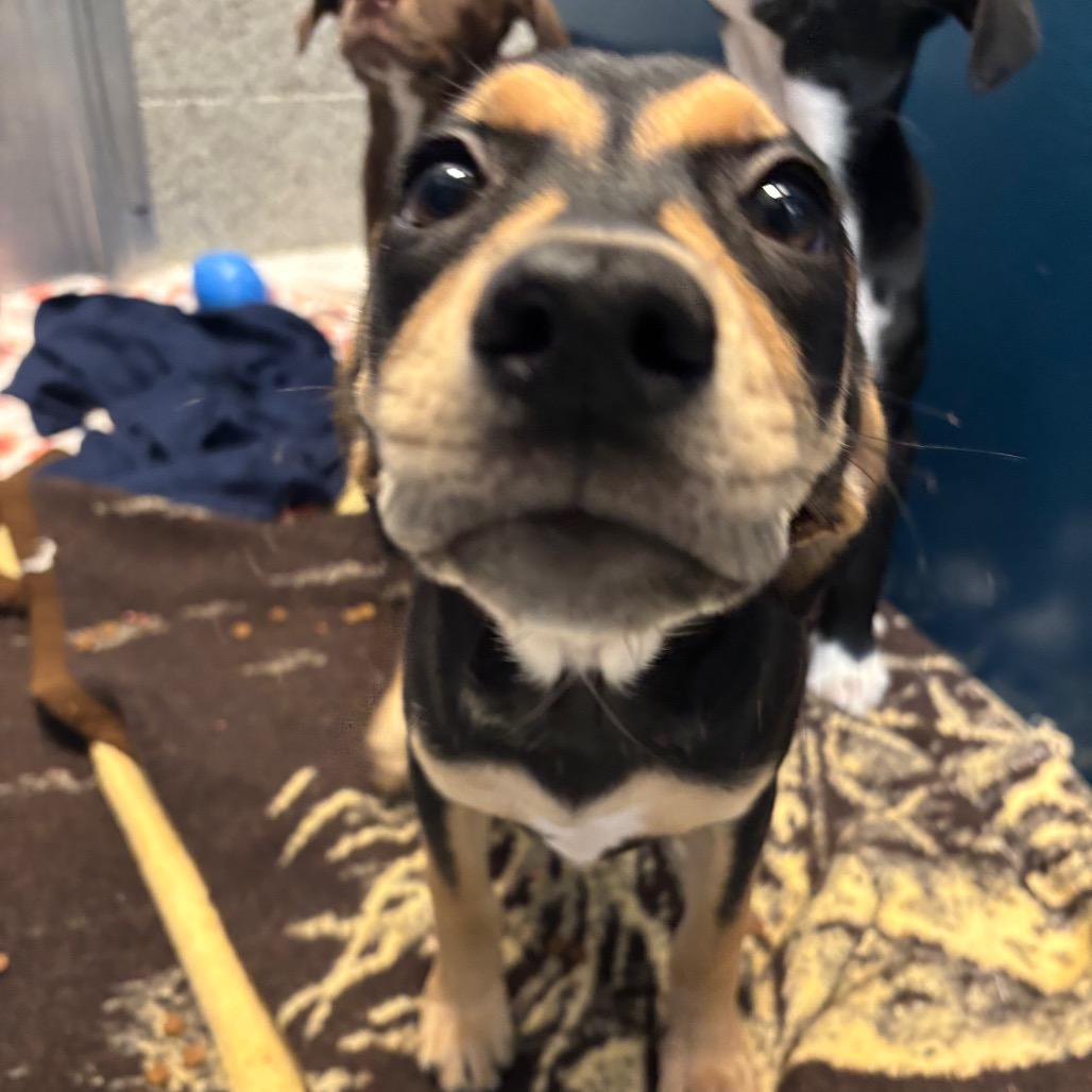 Enlarge Spatula, a Adoptable Mixed Breed in Washington Township, OH image 2/2