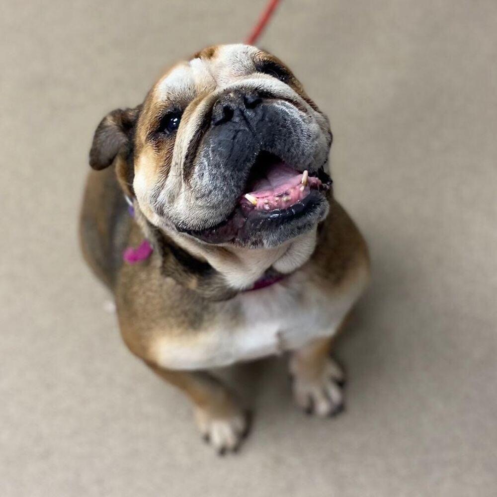 Enlarge Nena, a Adoptable English Bulldog in Denver, CO image 1/3